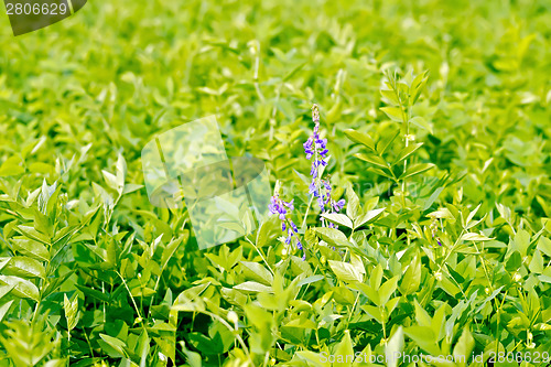 Image of Fodder crop lathyrus