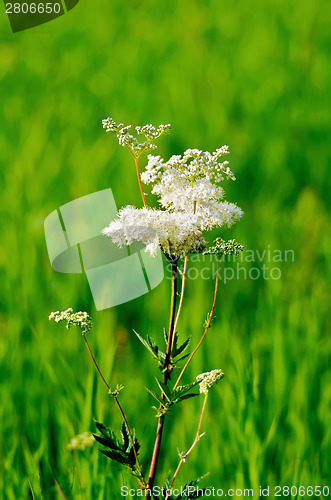 Image of Meadowsweet on a green meadow