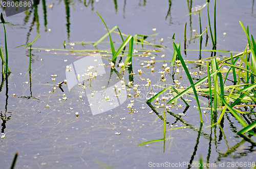 Image of Hydrocharis afloat