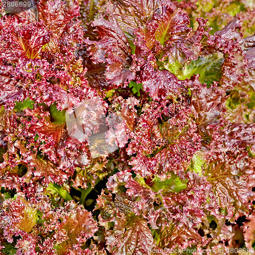 Image of Salad red texture 1