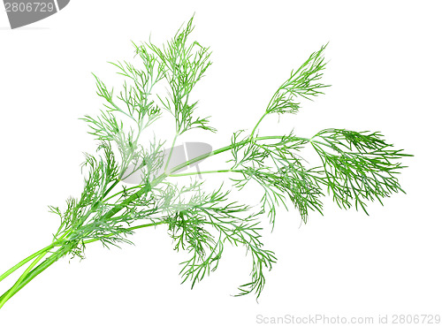 Image of Branch of green dill