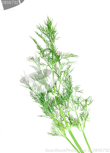 Image of Branch of green dill