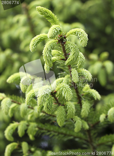 Image of spruce