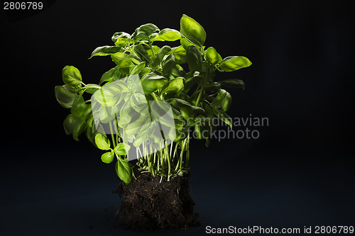 Image of Bunch of fresh basil with soil attached