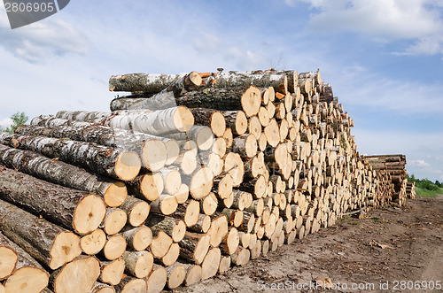 Image of wood fuel stacks and birch logs near forest 