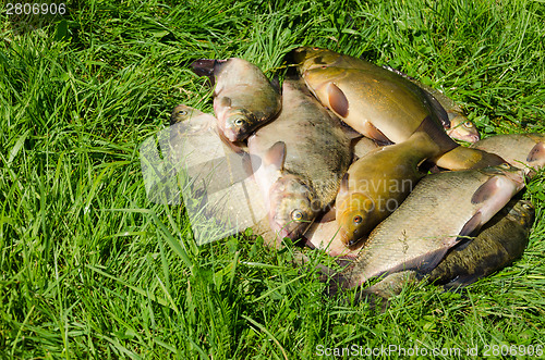 Image of successful catch on the grass outdoors 