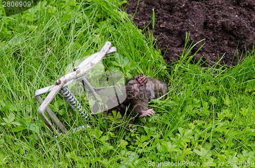 Image of Dead mole caught steel trap lie near mole-hill 