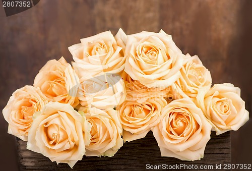 Image of  beautiful rose