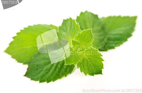 Image of fresh mint