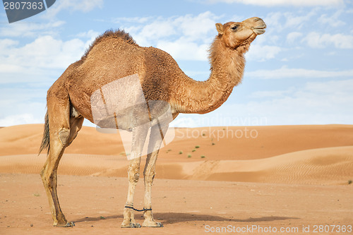 Image of Camel in Wahiba Oman