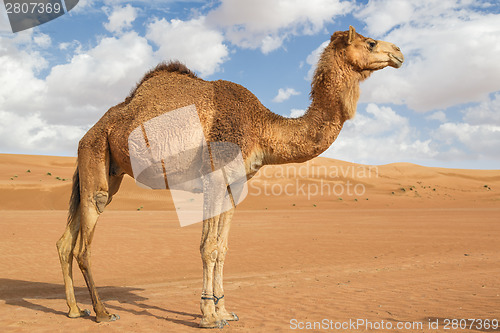 Image of Camel in Wahiba Oman