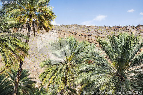 Image of Palms of Misfah Abreyeen