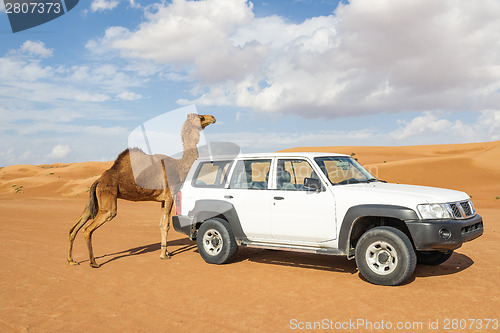 Image of Camel rubs against a car