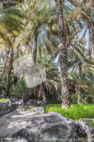 Image of Palm garden Misfah Abreyeen