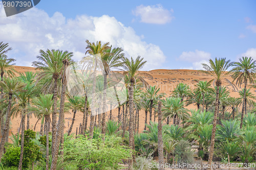 Image of Oasis Al Haway Oman