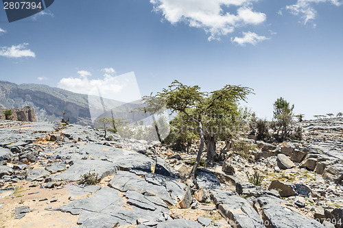 Image of Trees Jebel Shams