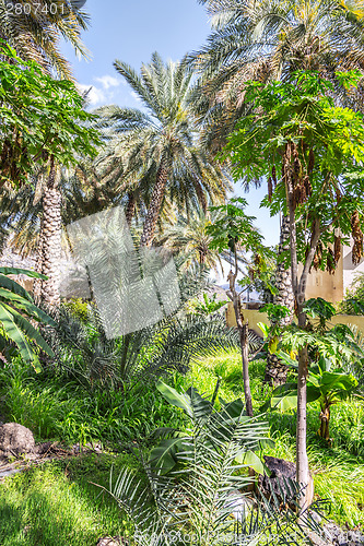 Image of Wild garden Misfah Abreyeen