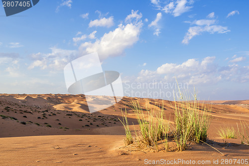 Image of Desert gras Wahiba Oman