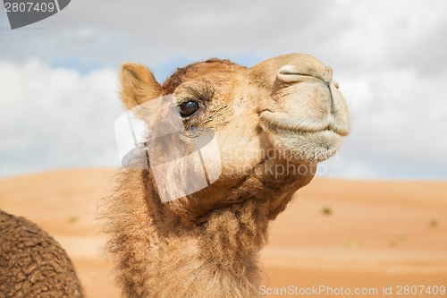 Image of Camel in Wahiba Oman