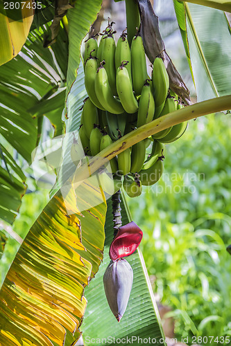 Image of Banana blossom Misfah Abreyeen