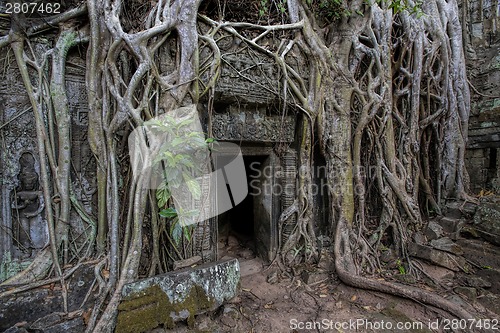 Image of Sunrise over Ta Phrom