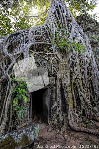 Image of Sunrise over Ta Phrom