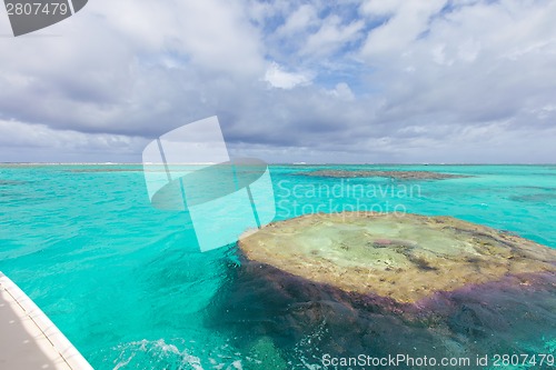 Image of purple corals underwater