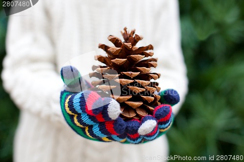 Image of close-up of tree cone