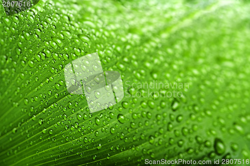 Image of water drops on green plant leaf 