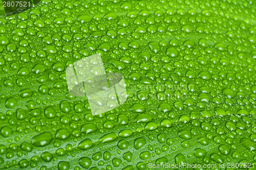 Image of water drops on green plant leaf 