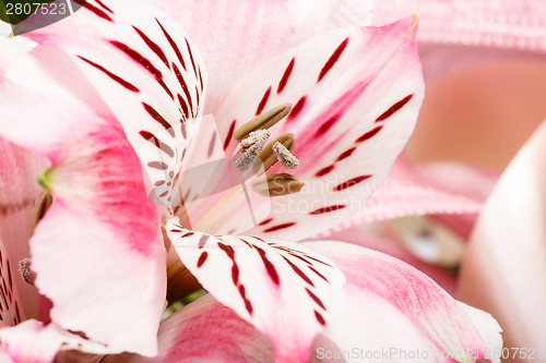 Image of detail of bouquet of pink lily flower on white