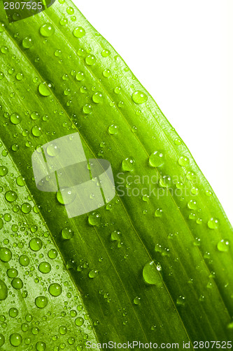 Image of water drops on green plant leaf 