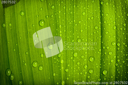 Image of water drops on green plant leaf 