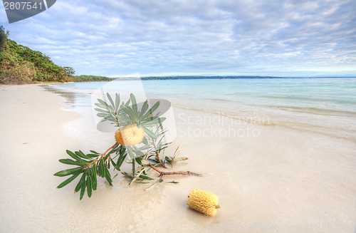 Image of Banksia Serrata on the beach