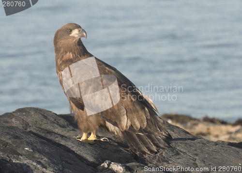 Image of Young White tailed Eagle.