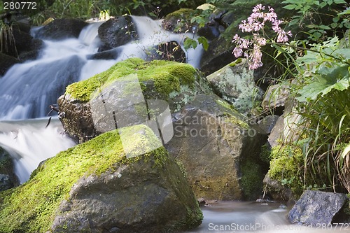 Image of Creek and flower