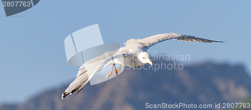 Image of Seagull