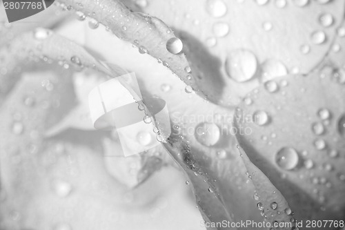 Image of Water drops