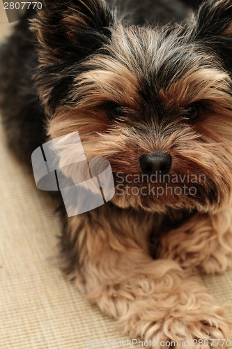 Image of Yorkshire terrier