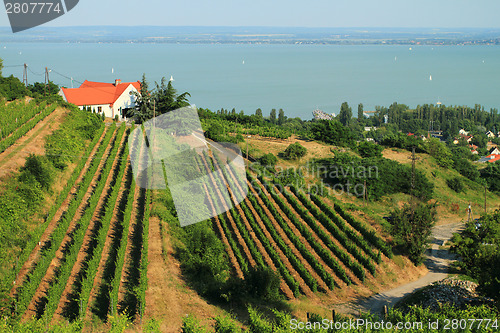 Image of Badacsony - Balaton