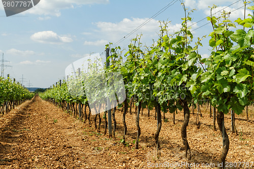 Image of Tokay grapes