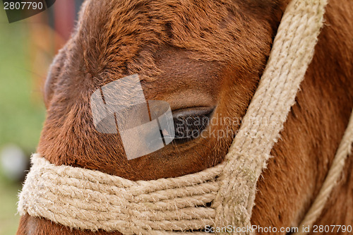 Image of Brown horse