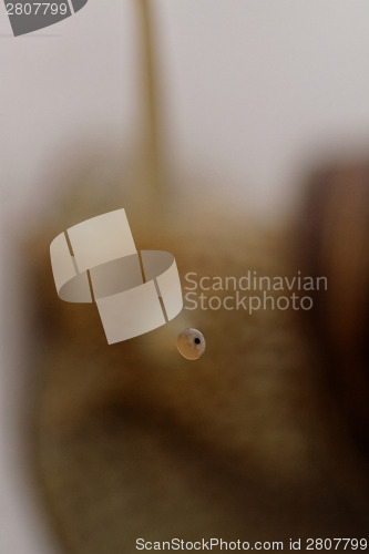 Image of Blur photo
