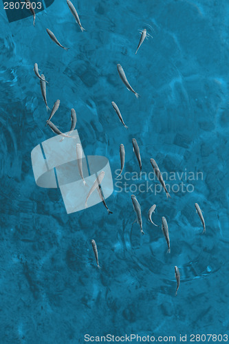 Image of Small fish