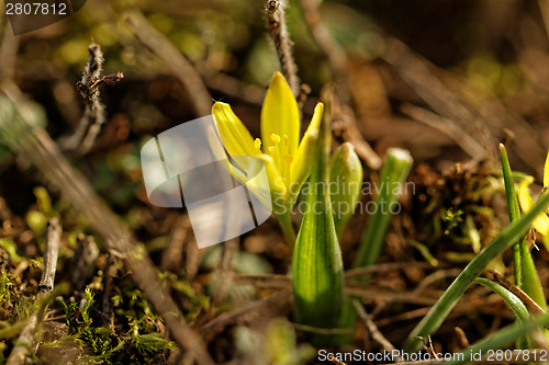 Image of Yellow flower