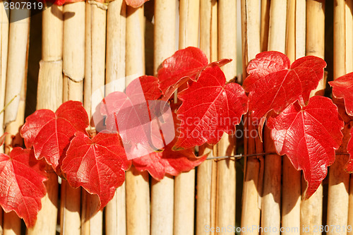 Image of Colorful leaves