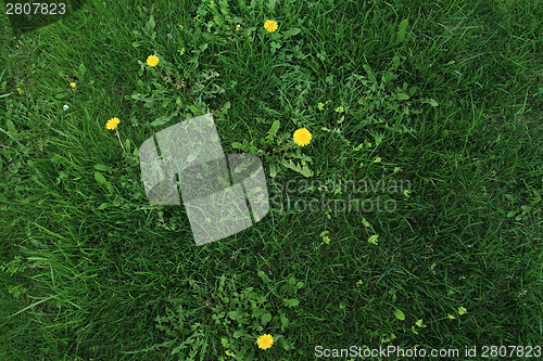 Image of Green grass