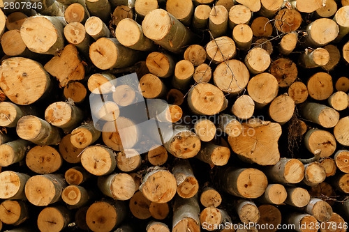 Image of Logging
