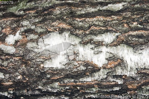 Image of birchen bark