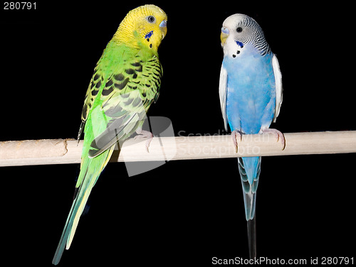 Image of Parakeet Pair